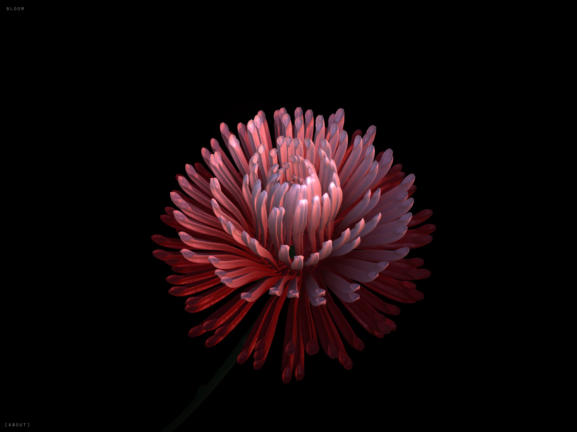 Bloom